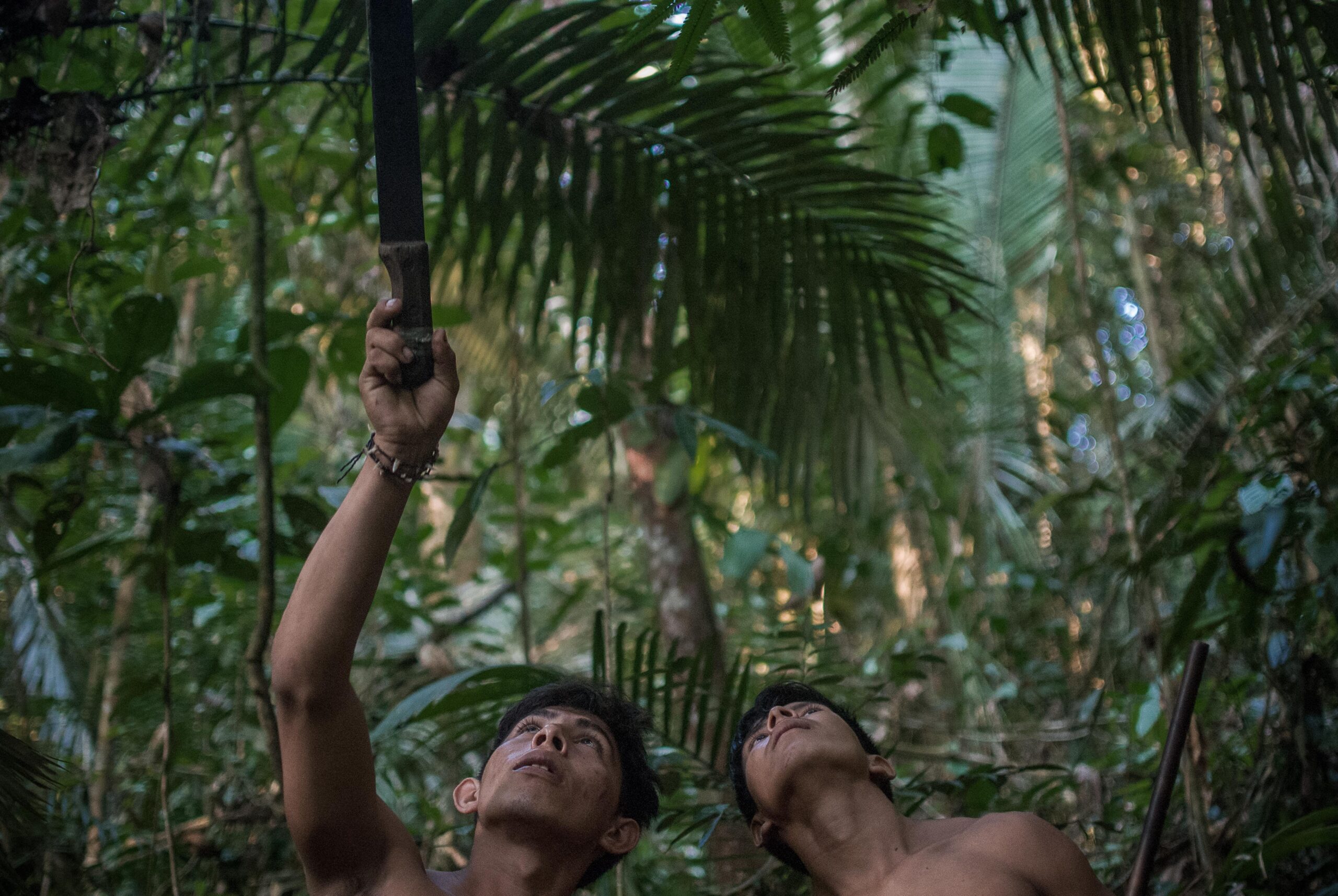 Guerreiros Munduruku observam ave que se tornaria caça no alto de uma árvore, nas proximidades de um acampamento montado durante uma expedição de fiscalização do território Sawre Muybu, no médio Tapajos